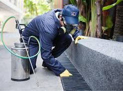 wasp nest removal near me