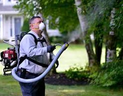 wasp nest removal