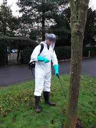 whitefly control