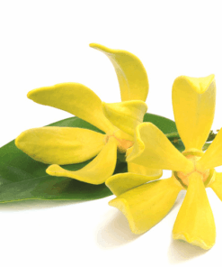 Ylang Ylang essential oil 10ml