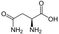 L-Asparagine AR 100g