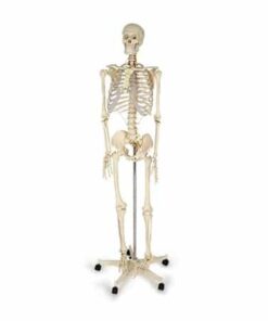 Anatomical Skeleton