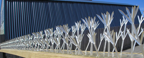 Plastic Bird Spikes, per meter